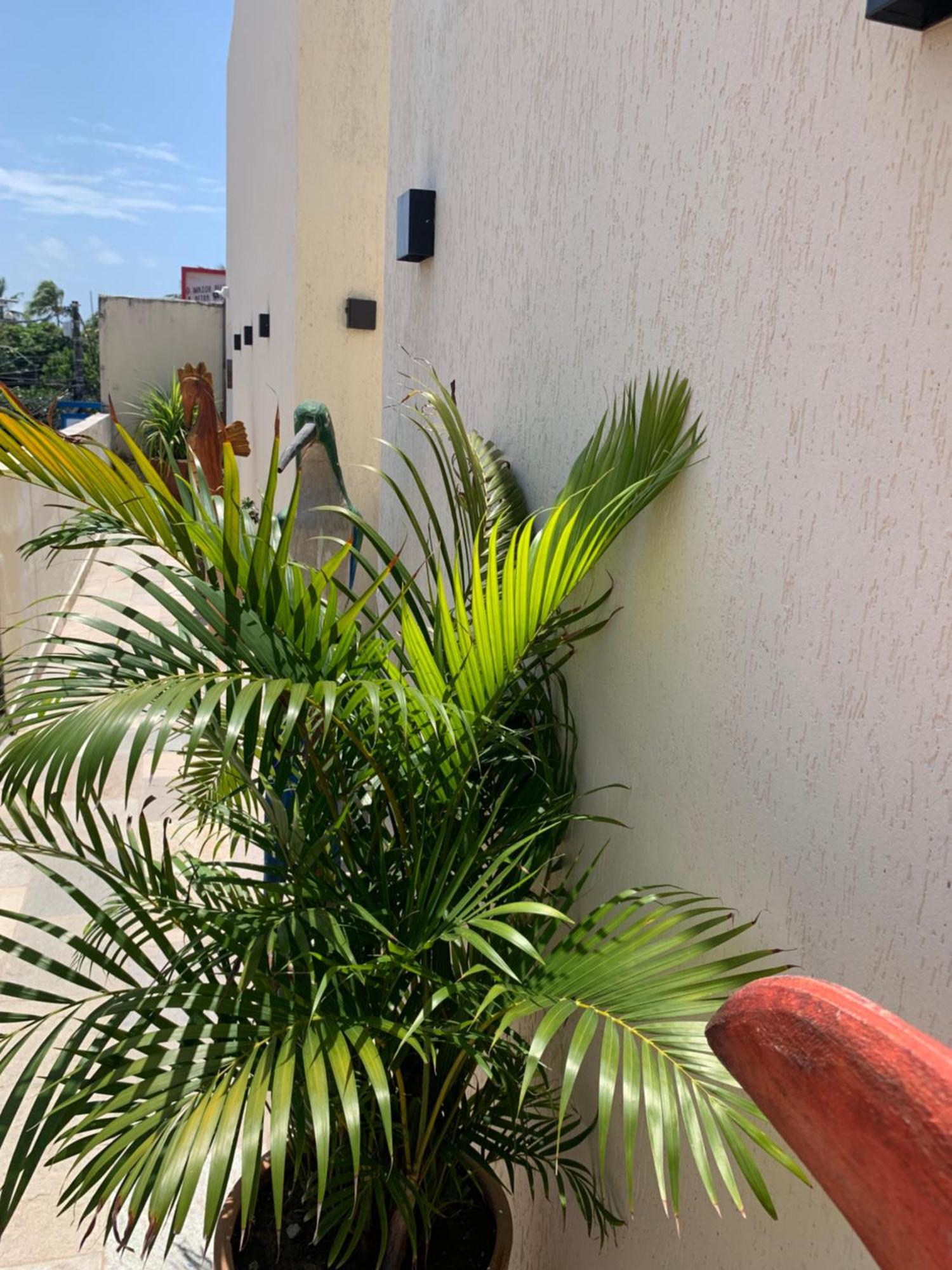 Villa Peixe Na Telha Pôrto das Galinhas エクステリア 写真